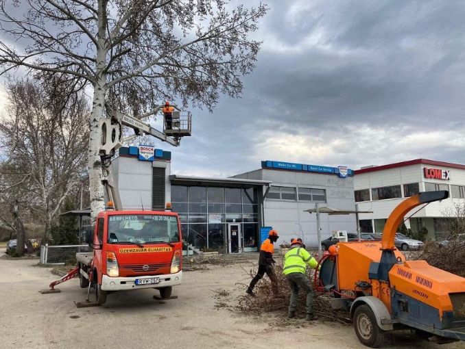 veszélyes fa kivágása Kismaros, veszelyes fa kivagasa veresgyhaz