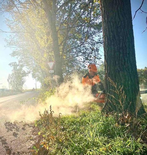 fadöntés Kismaros, fadontes kismaros, fakidöntés Veresgyház, fakidontes kismaros
