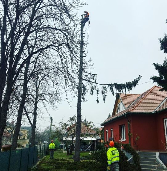 fakivágás alpintechnikával Kismaros, fakivagas alpintechnikaval kismaros